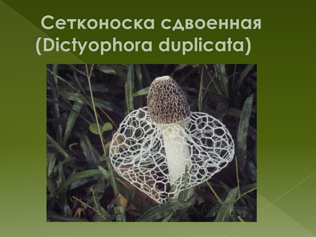  Сетконоска сдвоенная (Dictyophora duplicata)