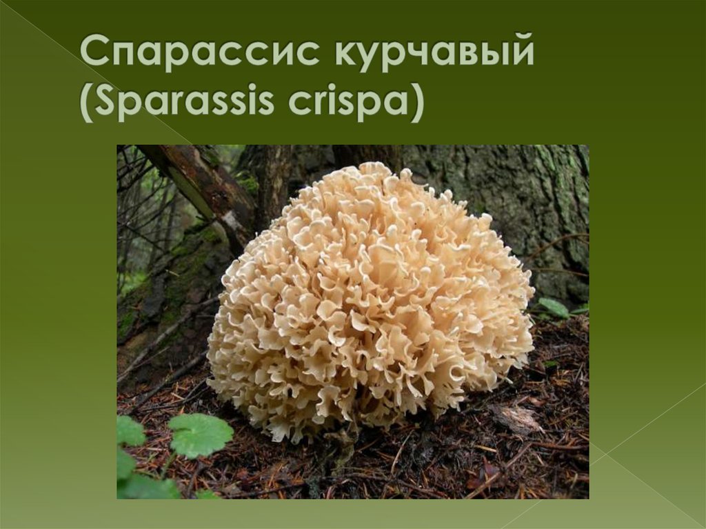 Спарассис курчавый (Sparassis crispa)