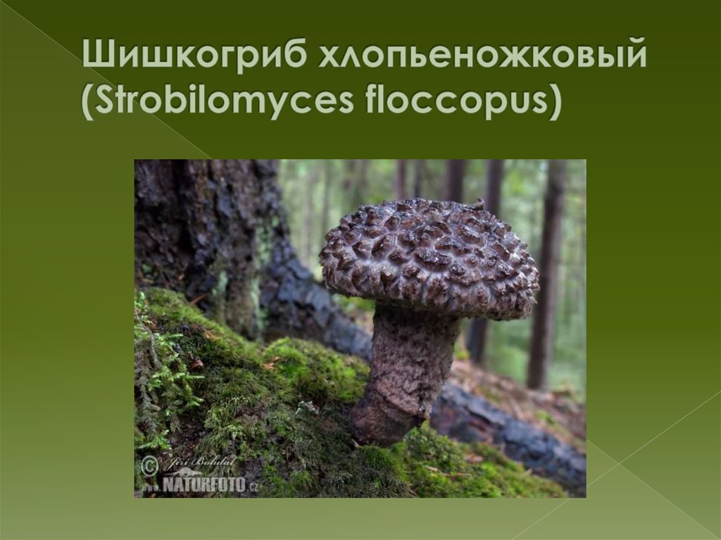 Шишкогриб хлопьеножковый  (Strobilomyces floccopus)