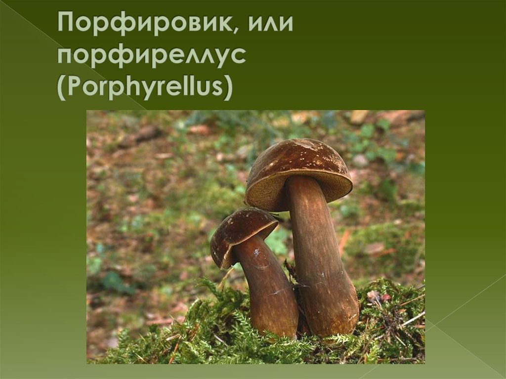 Порфировик, или порфиреллус (Porphyrellus)