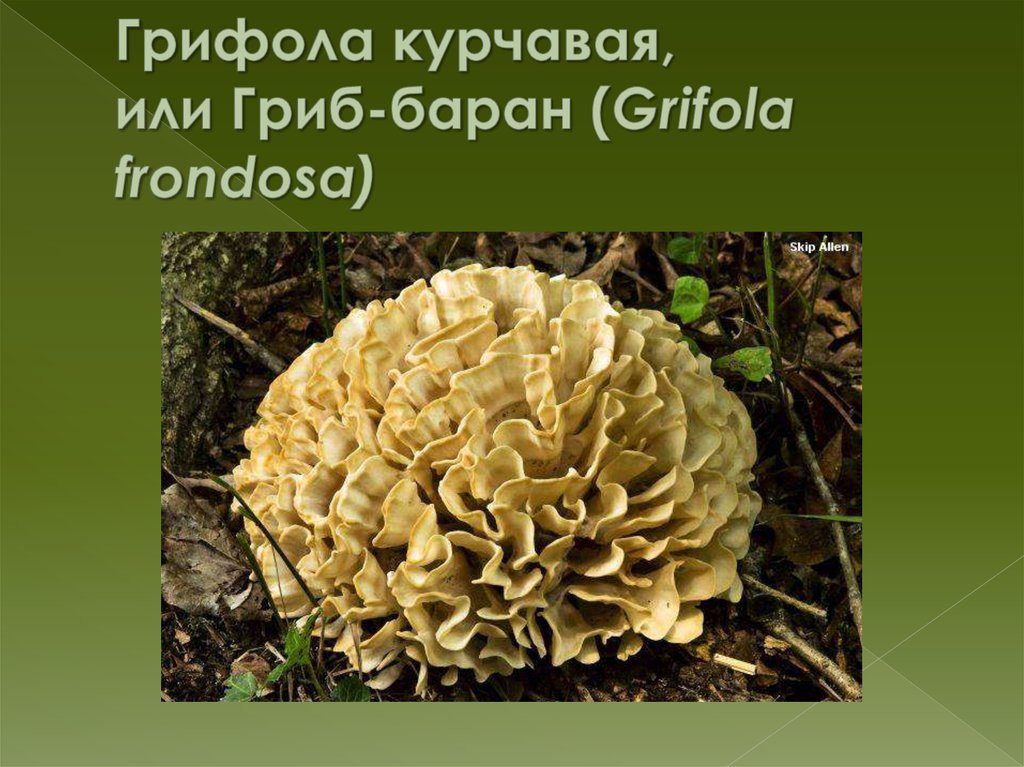 Грифола курчавая, или Гриб-баран (Grifola frondosa)