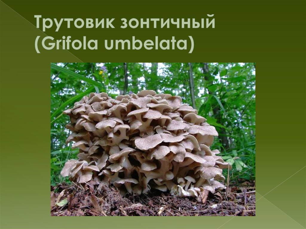 Трутовик зонтичный (Grifola umbelata)