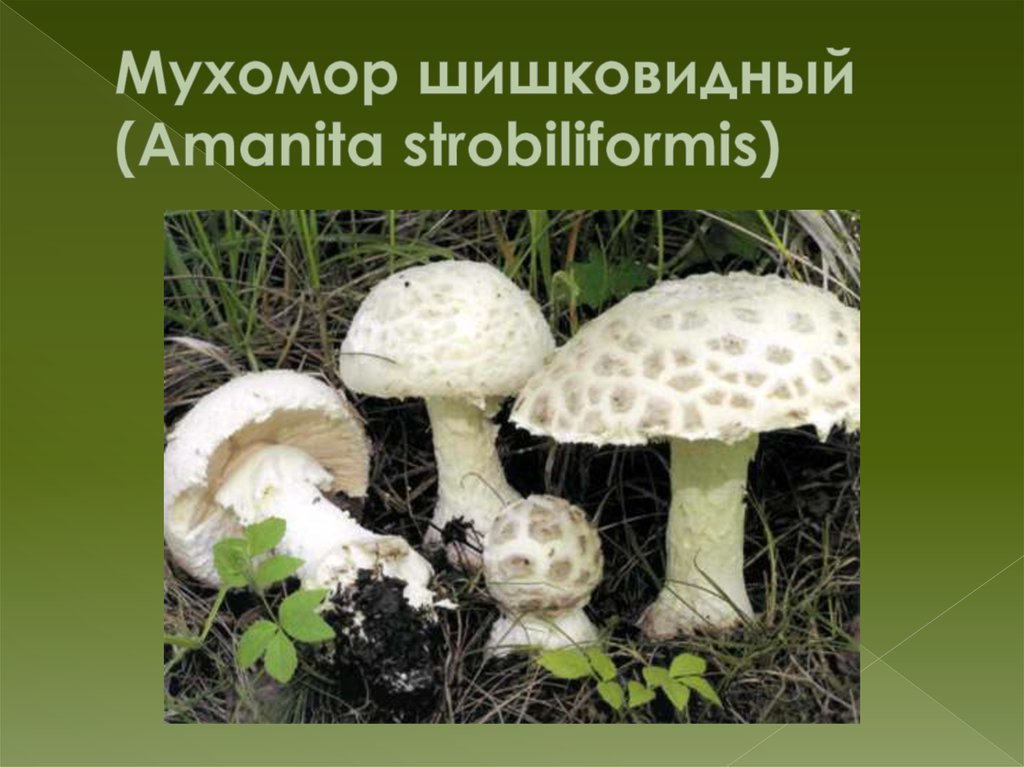 Мухомор шишковидный (Amanita strobiliformis)