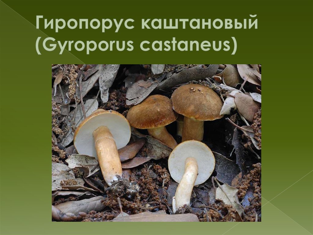 Гиропорус каштановый (Gyroporus castaneus)