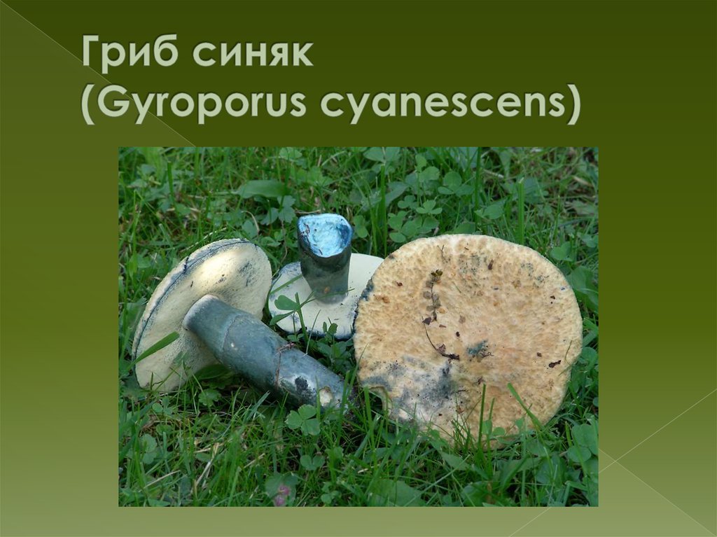 Гриб синяк (Gyroporus cyanescens)