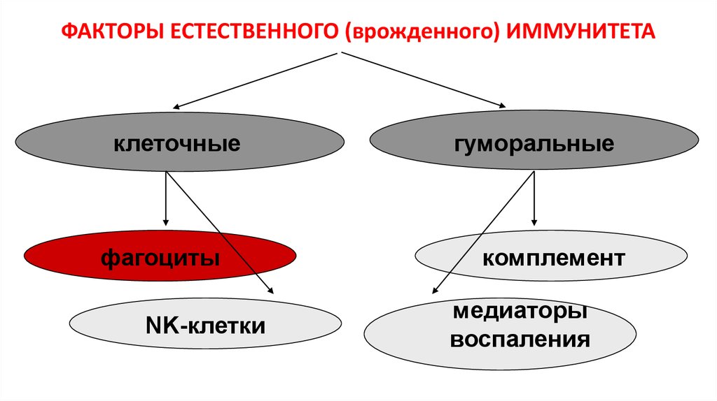 Факторы естественной резистентности