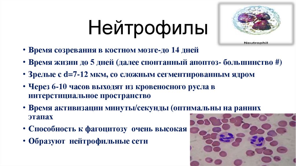 Нейтрофилы в костном мозге. Нейтрофилы место разрушения. Период жизни нейтрофилов. Жизненный цикл нейтрофилов. Нейтрофилы краткая характеристика.