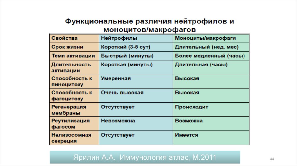 Функциональные отличия. Продолжительность жизни нейтрофилов. Моноциты и макрофаги различия. Функциональные различия нейтрофилов и макрофагов. Продолжительность жизни макрофагов.