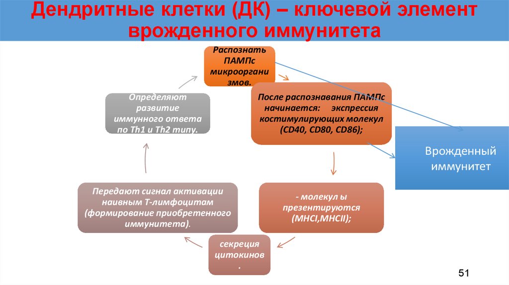 Естественный механизм. Дендритные клетки в реакциях врожденного иммунитета распознают.