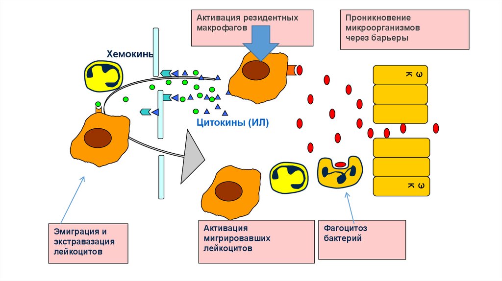 Активация макрофагов. Кислородзависимые бактерицидные механизмы фагоцитов схема. Схема кислородзависимых бактерицидных механизмов фагоцитоза. Схема кислороднезависимых бактерицидных механизмов. Механизмы бактерицидности фагоцитов схема.
