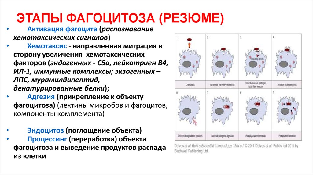 Может осуществлять фагоцитоз способен к амебоидному движению. Этапы фагоцитоза. Стадии фагоцитоза. Стадии фагоцитоза ЕГЭ. Этапы фагоцитоза ЕГЭ.