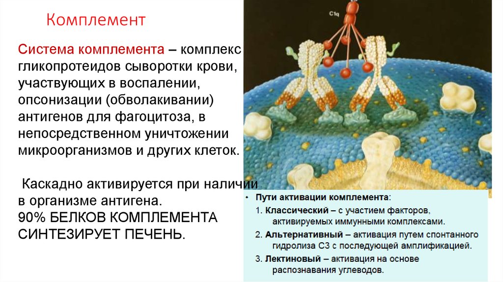 Комплемент как правильно