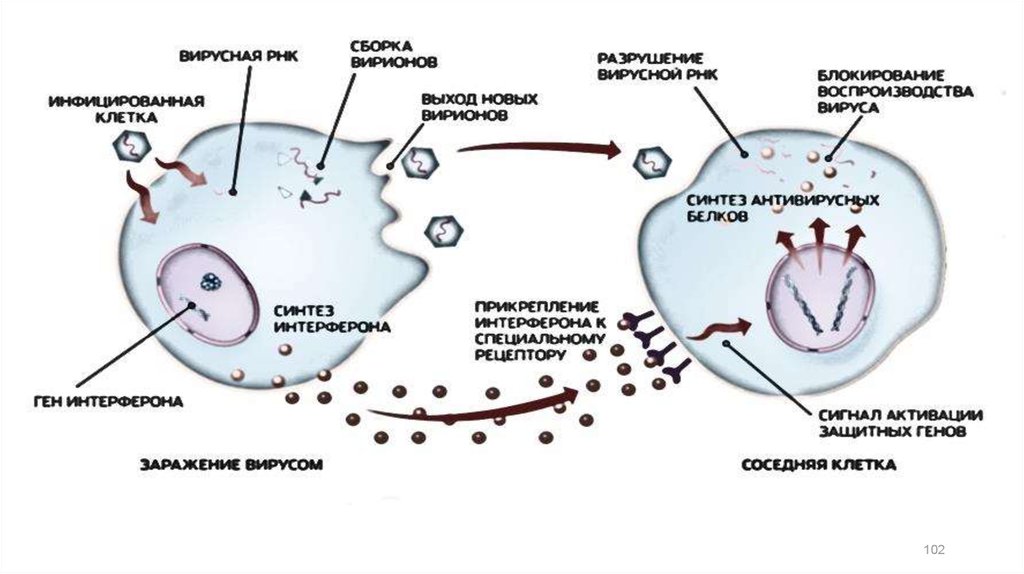 Резистентность клетки. Схема действия интерферона 1. Механизмы неспецифической резистентности. Механизм синтеза интерферона. Факторы неспецифической резистентности организма.