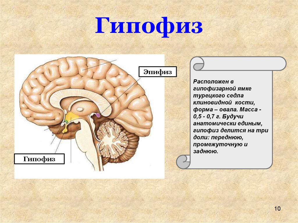 Железа мозга 7. Отделы головного мозга гипофиз. Гипофиз эпифиз таламус. Структура головного мозга гипофиз. Отделы головного мозга гипофиз эпифиз.