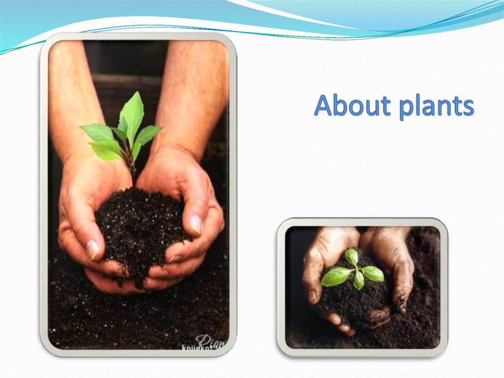 Plants presentation. About Plants. Mox Plant слайд.