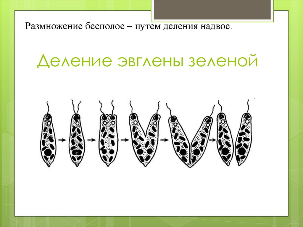 Размножение делением рисунок. Продольное деление эвглены зеленой. Деление эвглены зеленой. Размножение эвглены зеленой. Бесполое размножение эвглены зеленой.