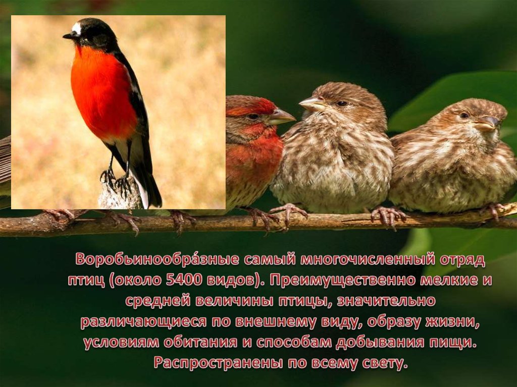 Воробьинообразные птицы таблица