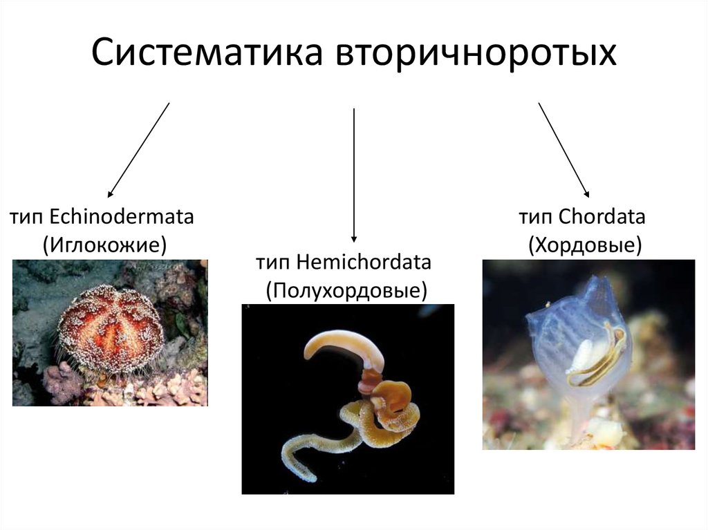 Вторичноротая. Полухордовые вторичноротые. Первично и вторичноротые животные таблица. Первичноротые и вторичноротые животные. Вторичноротых животных.