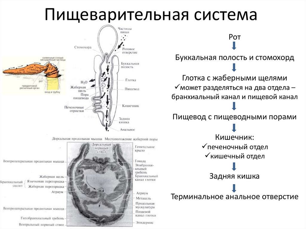 Отличие пищеварительной системы