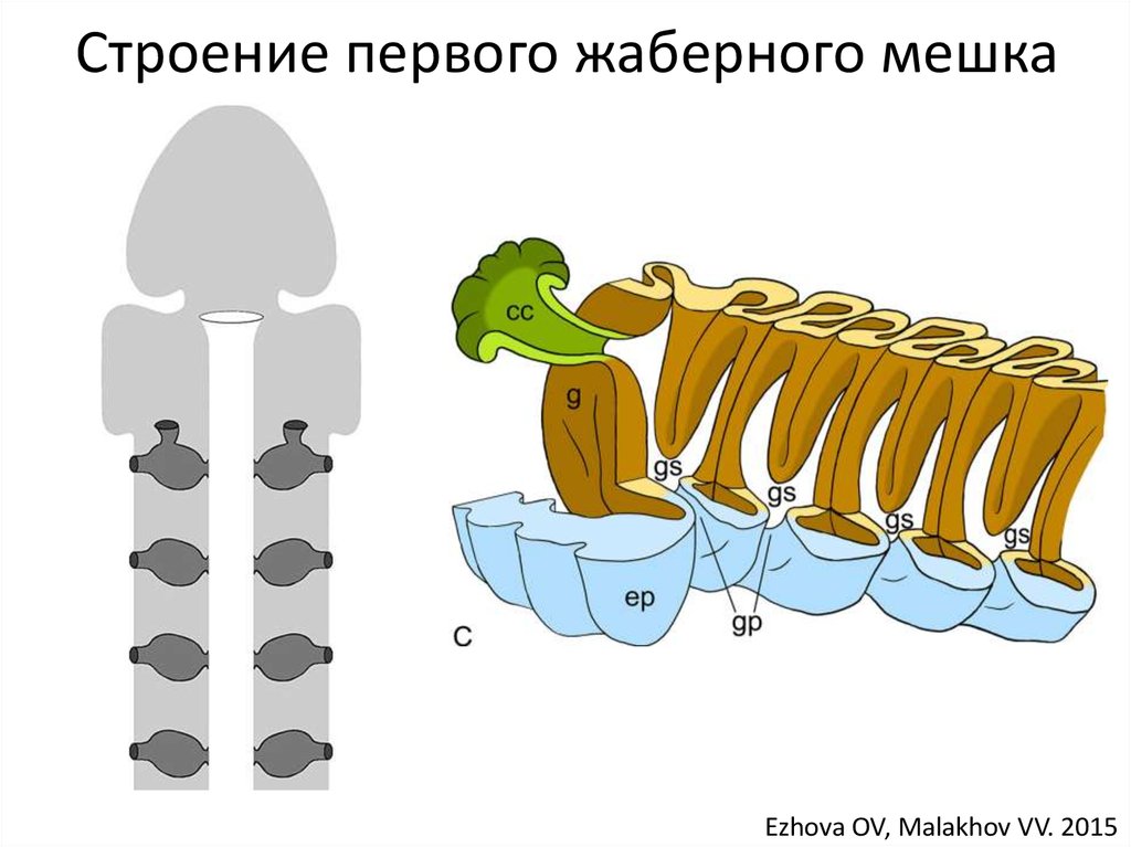 Строение первого