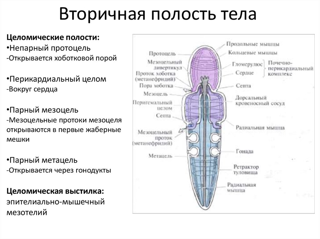 Вторичная полость тела будущего животного