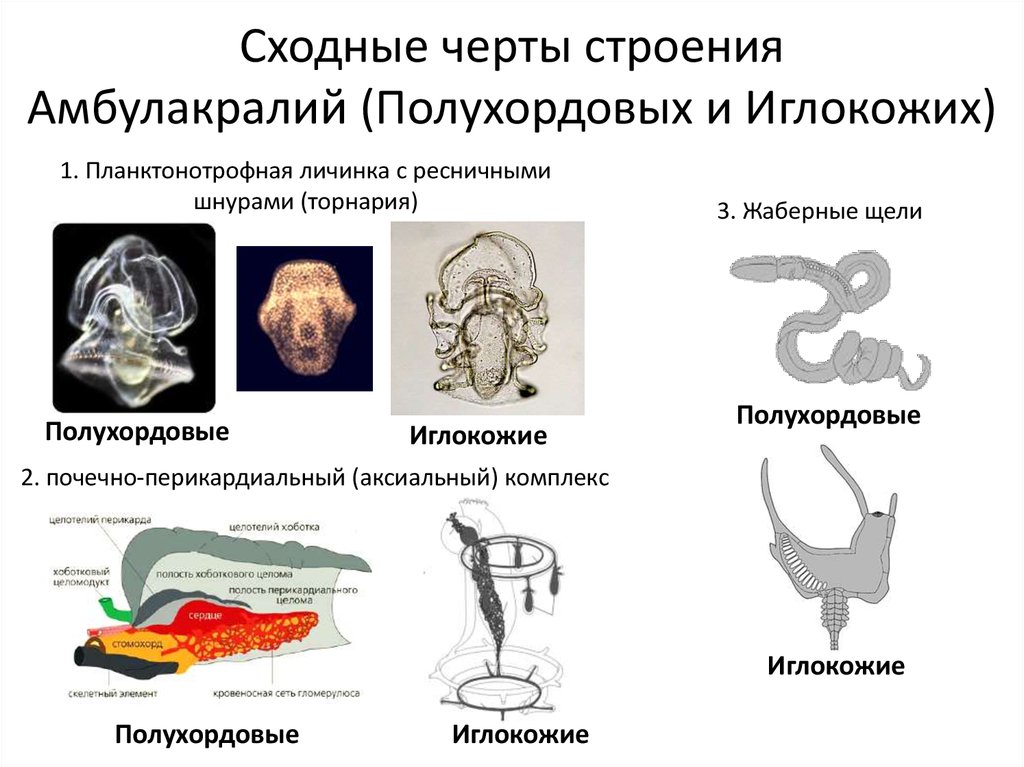 Группа особей сходных по