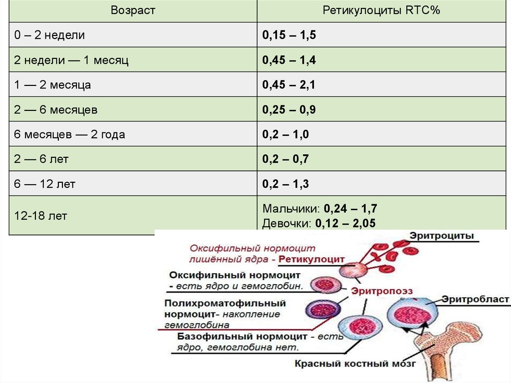 Ретикулоциты повышены у мужчины. Норма ретикулоцитов в анализе крови. Ретикулоциты в анализе крови норма. Общий анализ крови ретикулоциты норма. Норма показатели крови ретикулоциты.