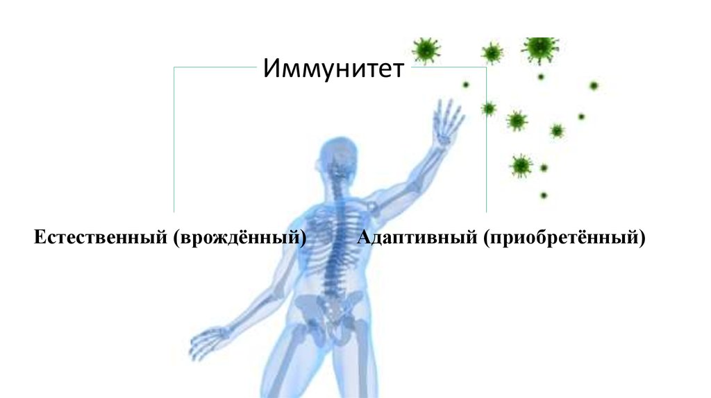 Иммунитет микробиология