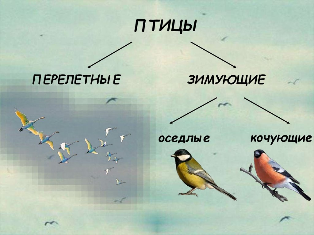 Различия птиц