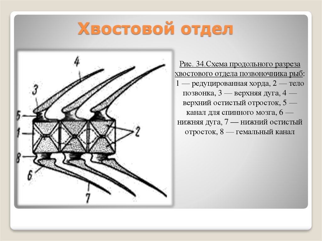 Строение газа