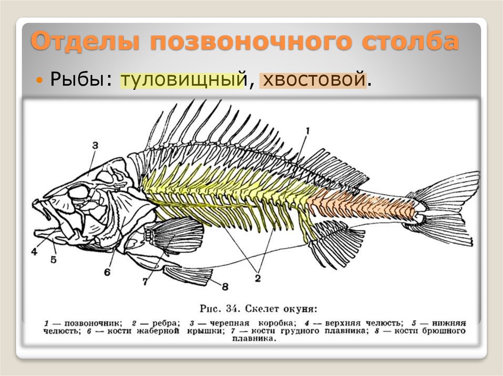 Скелет рыб 7 класс. Скелет костистой рыбы окуня. Строение скелета речного окуня. Скелет костистой рыбы Речной окунь биология 7 класс. Скелет костной рыбы Речной окунь.
