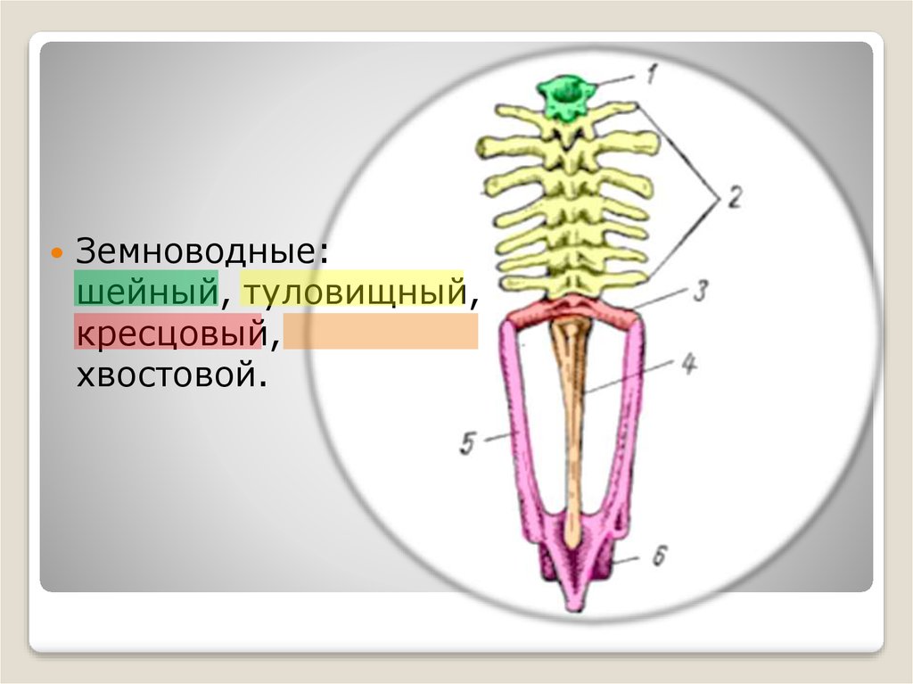 Строение позвоночных