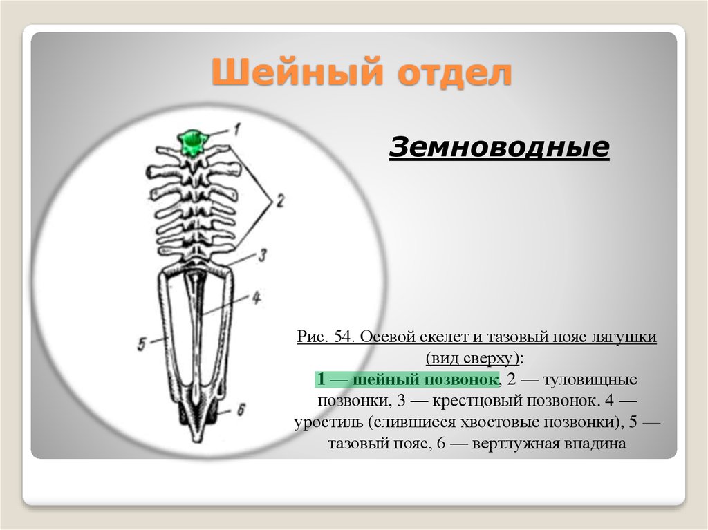 У кого больше шейных позвонков - у воробья или у жирафа? Об эволюции позвоночника | Пикабу