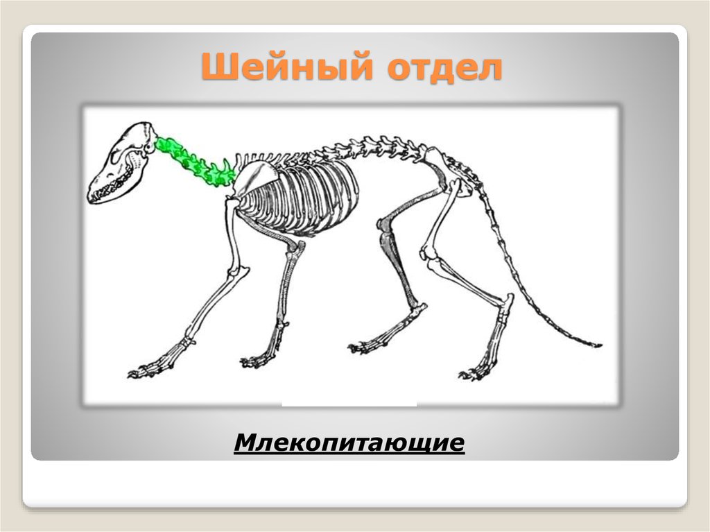 Схема строения опорно двигательной системы млекопитающих