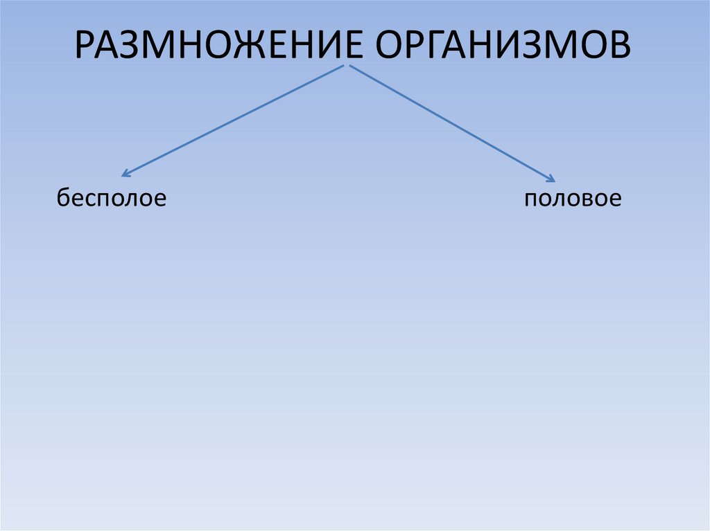 Размножение организмов происходит