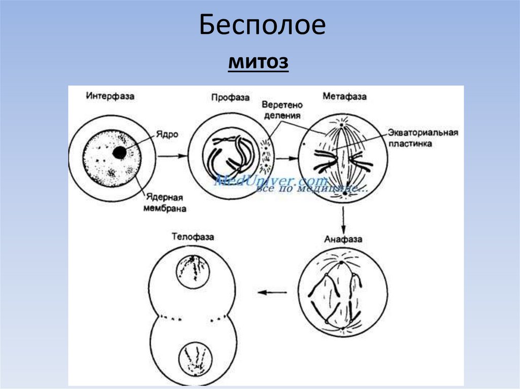 Митоз интерфаза рисунок