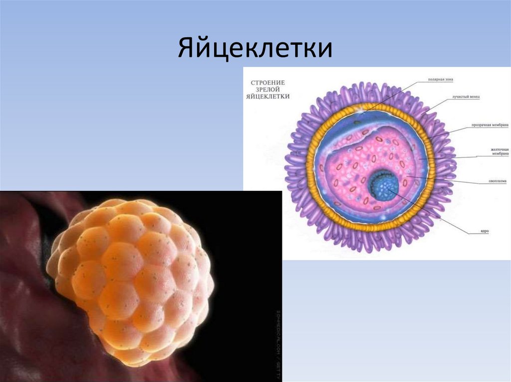 Яйцеклетка человека. Строение яйцеклетки. Строение яйцеклетки человека. Строение яйцеклетки анатомия. Схема строения яйцеклетки.