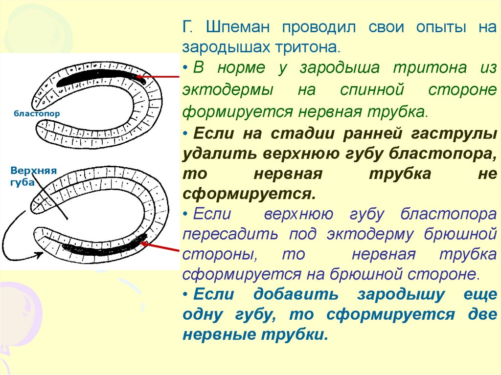 Опыт шпемана