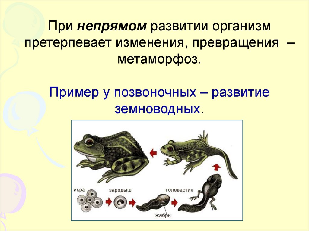 Какой тип развития характерен для лягушки. Развитие с полным метаморфозом у земноводных. Непрямое развитие лягушки. Непрямое развитие земноводных. Развитие с метаморфозом у земноводных.