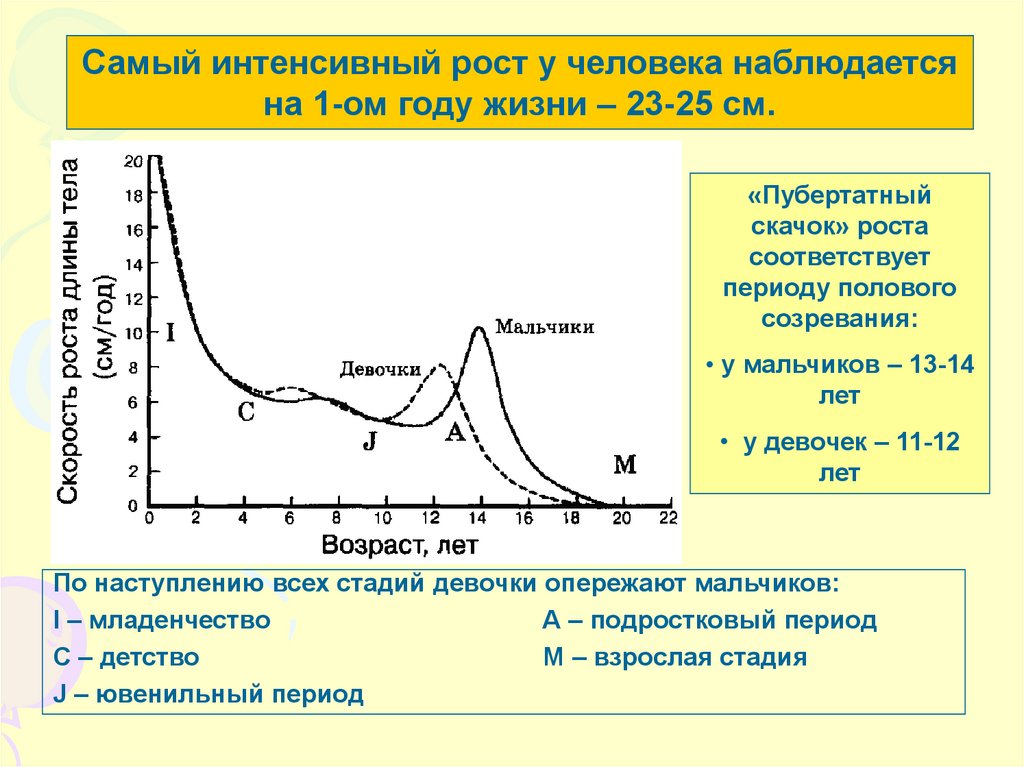 Интенсивные периоды. Скачки роста у человека. Пубертатный скачок роста. Скачок роста у мальчиков. Наиболее интенсивный рост у человека наблюдается.