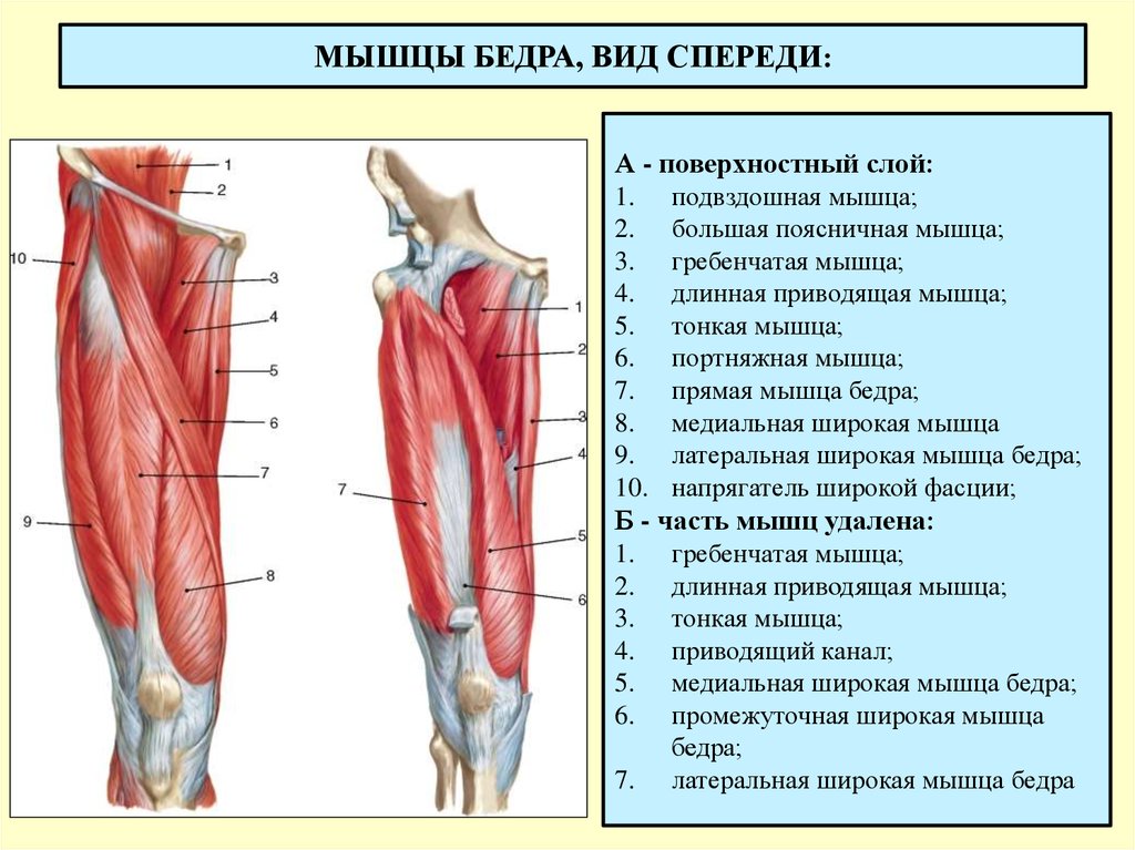 Мышцы в ляшках. Передняя группа мышц бедра строение. Мышцы бедра вид спереди поверхностный слой.