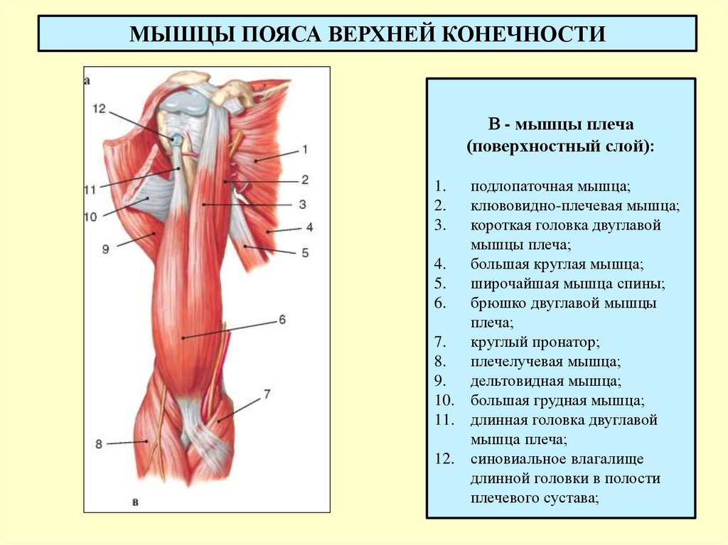 Какая мышца изображена на рисунке. Мышцы верхней конечности правой вид сбоку. Мышцы верхней конечности анатомия строение. Мышцы плечевого пояса и верхней конечности анатомия. Поверхностные мышцы верхней конечности спереди.