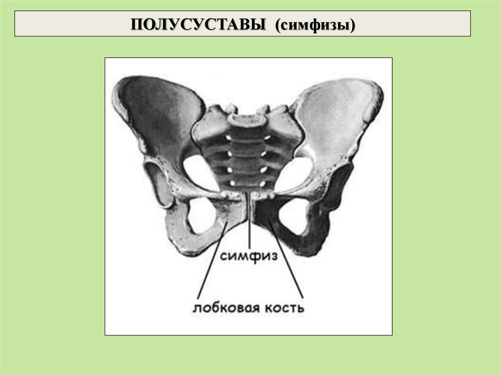 Соединение лобковых костей. Полусуставы симфизы. Лобковый симфиз соединение костей. Лобковый симфиз анатомия. Лобковый симфиз полусустав.