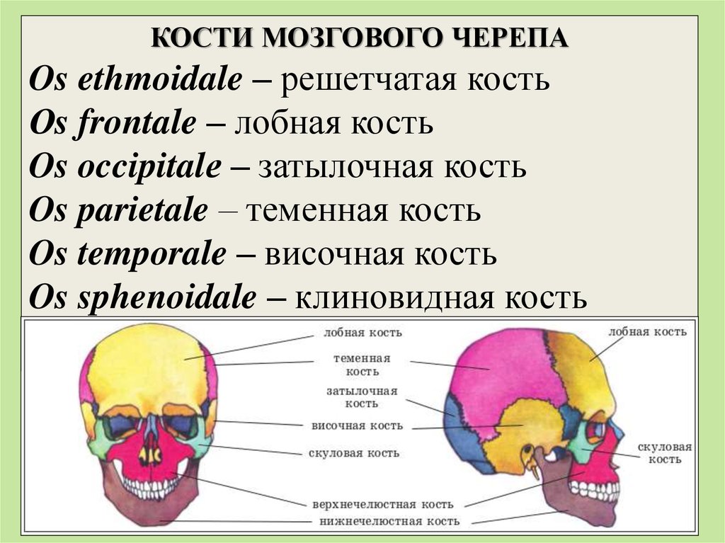 Кости черепа каждая кость. Латинские названия костей черепа. Кости мозгового отдела черепа на латыни. Строение кости черепа человека. Кости мозгового отдела черепа на латинском.