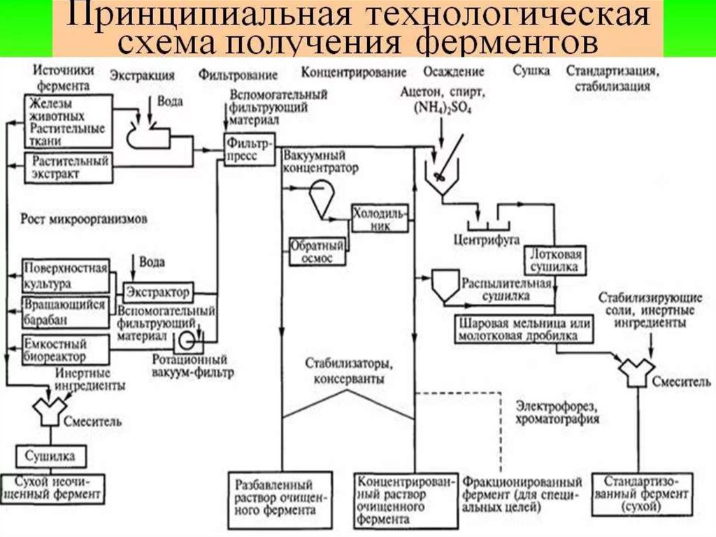 Технологическая схема получения интерферона