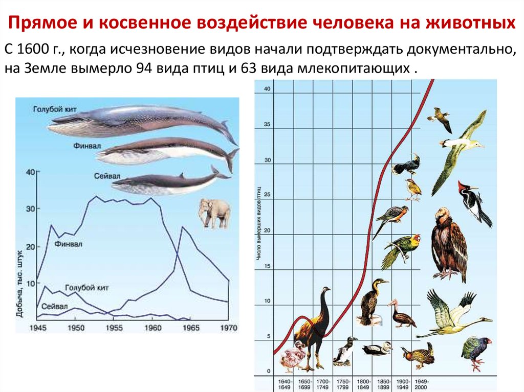 Количество видов животных