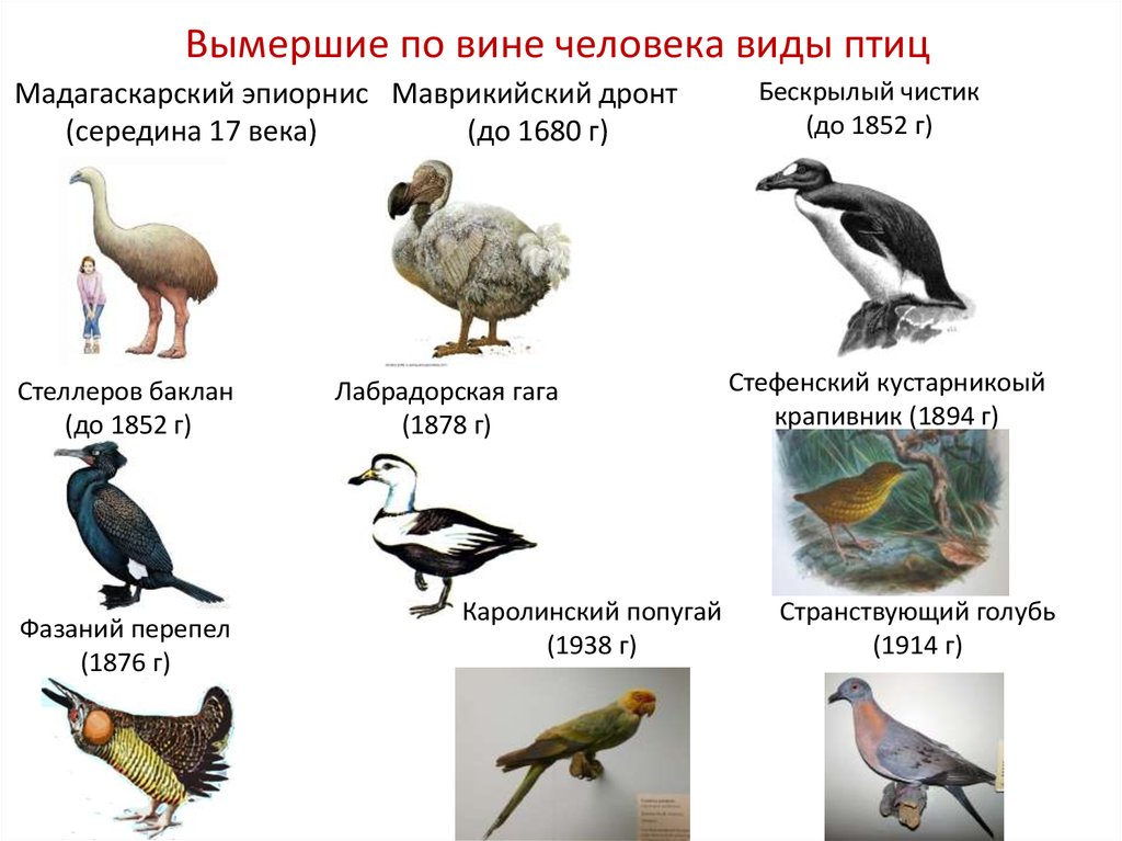 Проект животные исчезнувшие по вине человека