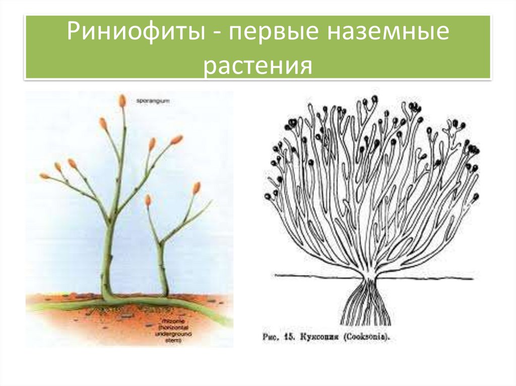 Риниофиты первые растения освоившие наземно воздушную. Псилофиты и риниофиты. Риниевые псилофиты. Риниофит Риния. Риниофиты первые наземные растения.