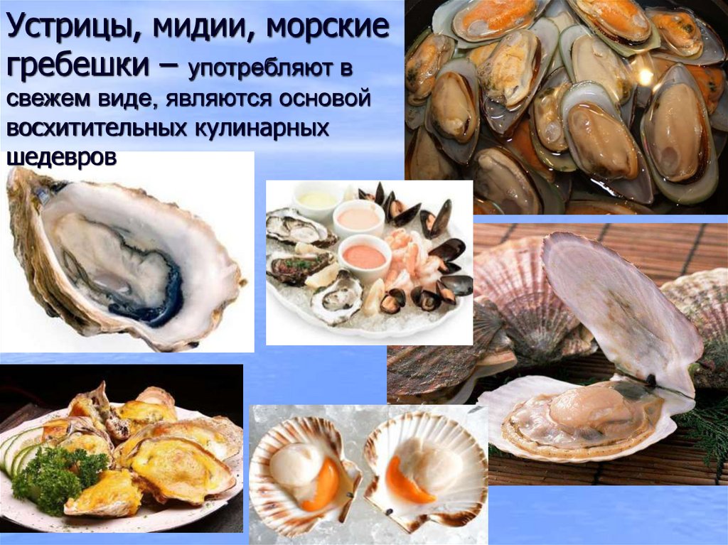 Мидии виды. Мидии устрицы жемчужницы. Черное море мидии устрицы гребешки. Морские двустворчатые моллюски. Мидии, устрицы, гребешки (двустворчатые моллюски), трубач,.