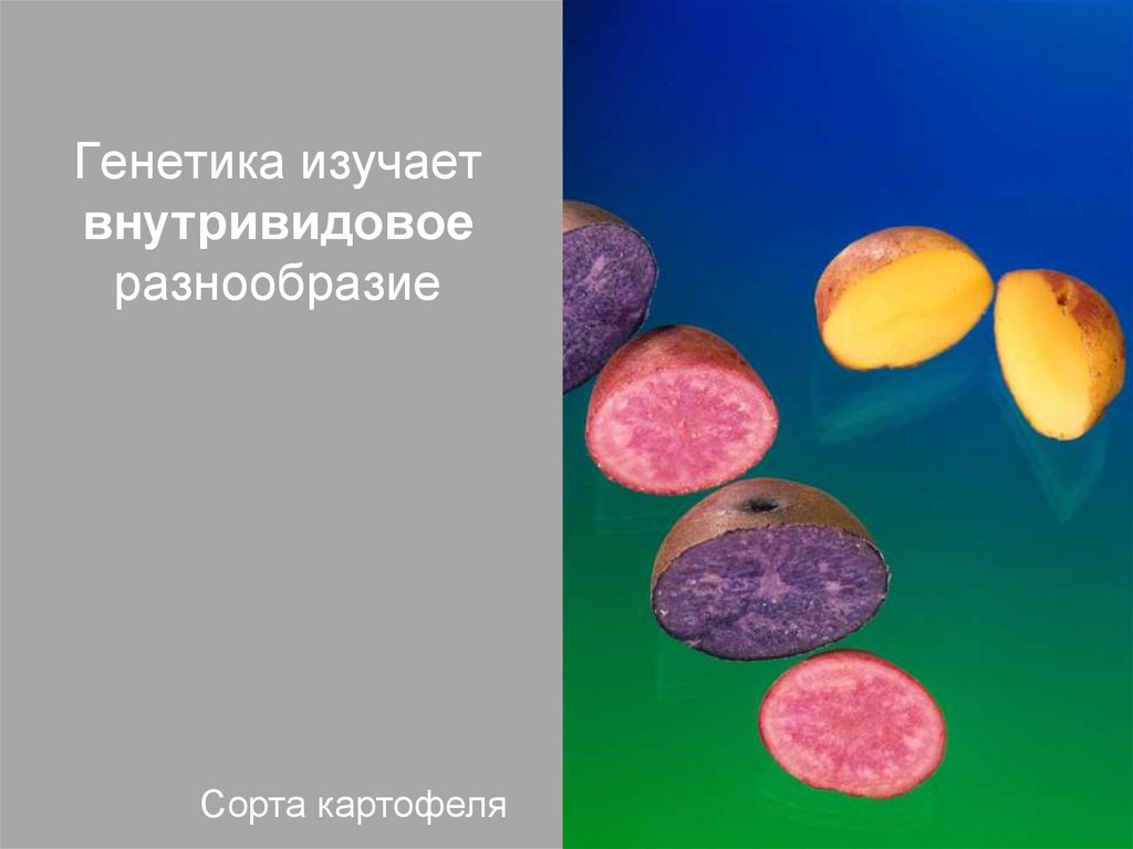 Генетика изучает. Что изучает генетика. Что изучает генетика краткий ответ. Что изучает генетика 5 класс. Purple#1 генетика сорта.